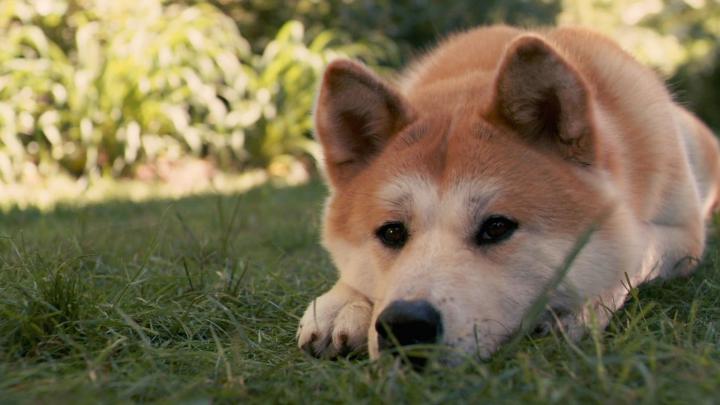 Wallpaper Adult Shiba Inu, Akita Inu, Dog, Hachiko, Sad \u2022 Wallpaper For 