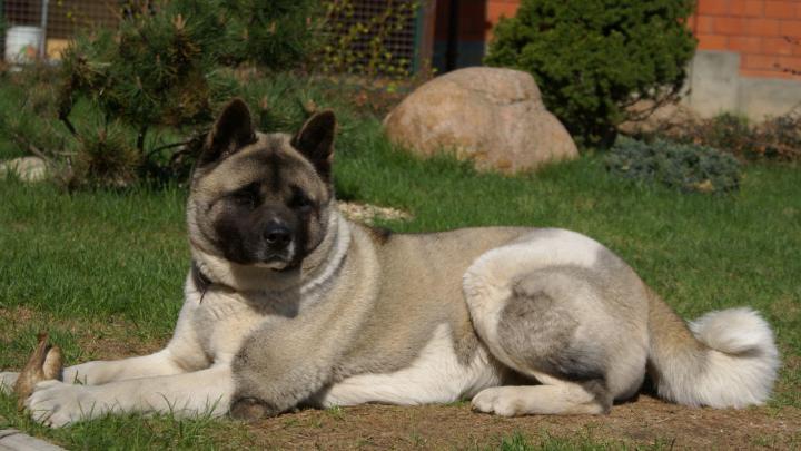 Akita Dog Wallpapers