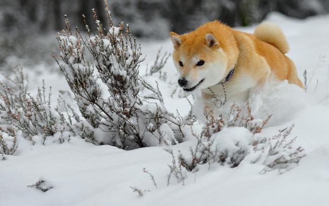 dogs, Akita, Snow, Animals, Winter Wallpapers HD \/ Desktop and Mobile 