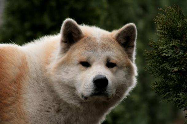 animals dogs akita 3887x2589 wallpaper \u2013 Animals Dogs HD Desktop Wallpaper