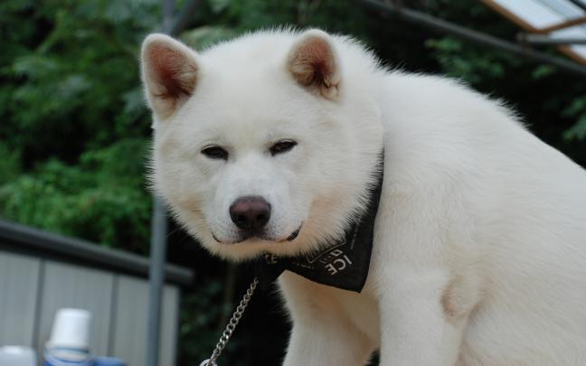 animals, Dogs, Akita Wallpapers HD \/ Desktop and Mobile Backgrounds