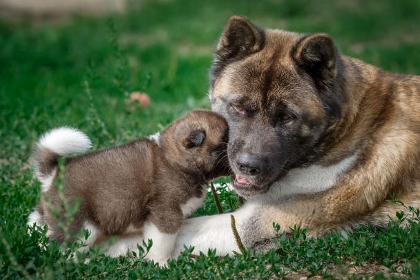 Akita phone, desktop wallpapers, pictures, photos, bckground images