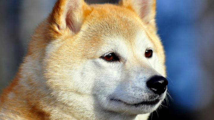 Free download Akita Wallpapers PC Laptop 38 Akita Pics in FHD LI964 