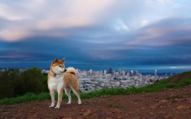 Akita Wallpapers