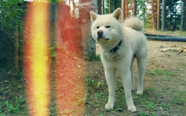 dogs akita spitz 2560x1600 wallpaper \u2013 Animals Dogs HD Desktop Wallpaper
