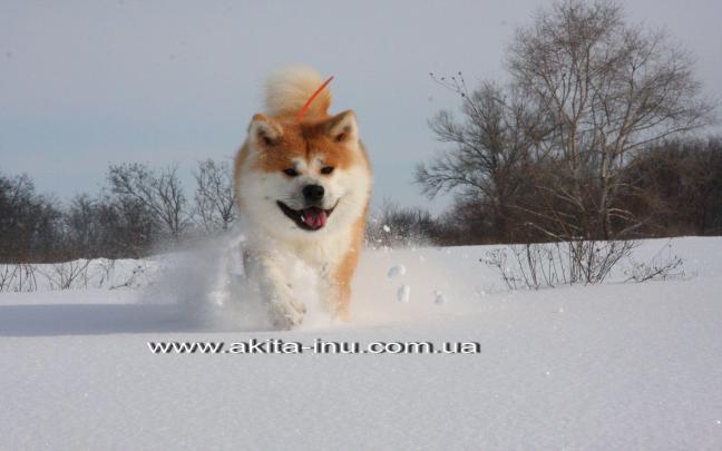 Akita Wallpapers