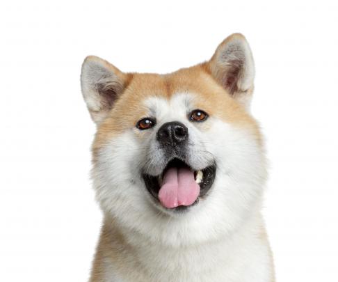 Akita Wallpapers Backgrounds