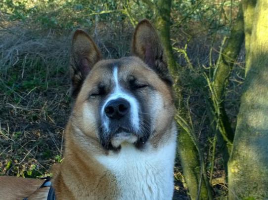American Akita Wallpapers