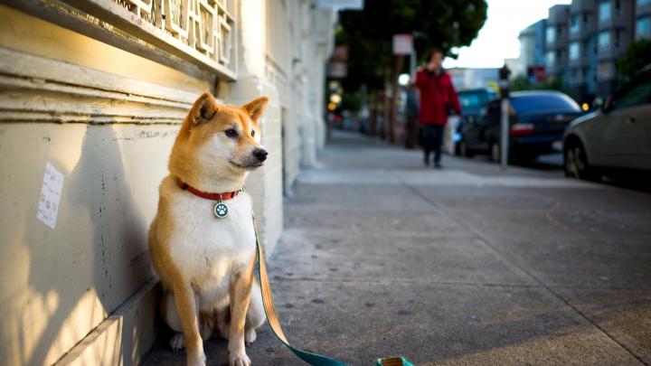 Akita Puppy Wallpaper for Desktop 1920x1080 Full HD