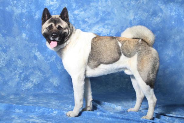 American Akita Wallpapers HD Download