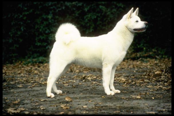 Free download akita dogs wallpapers akita dogs wallpapers akita dogs 
