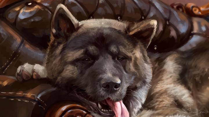 American Akita Wallpapers
