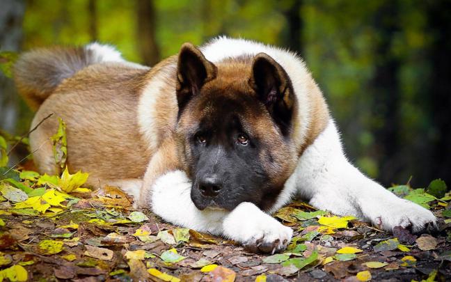 American Akita Wallpapers