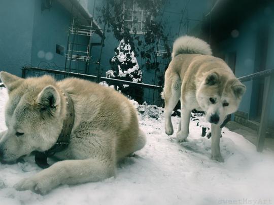 Free download Akita Wallpaper [1024x768] for your Desktop, Mobile 