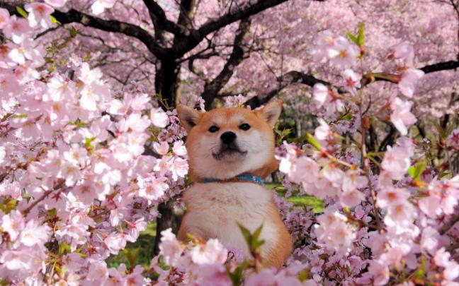 Free download Akita Wallpapers PC Laptop 38 Akita Pics in FHD LI964 