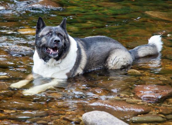 American Akita Wallpapers HD Download