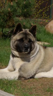 American Akita Wallpapers