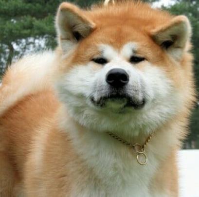 Free download akita dogs wallpapers akita dogs wallpapers akita dogs 