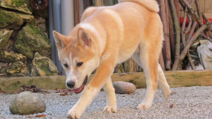 animals, Dogs, Akita Wallpapers HD \/ Desktop and Mobile Backgrounds