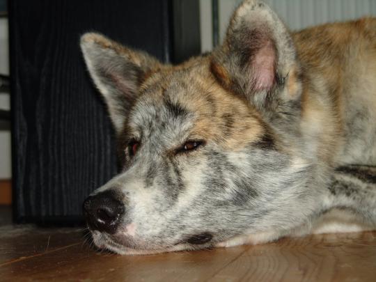 Free download Akita Inu Dog Wallpaper Puppy Pictures Breed Info 