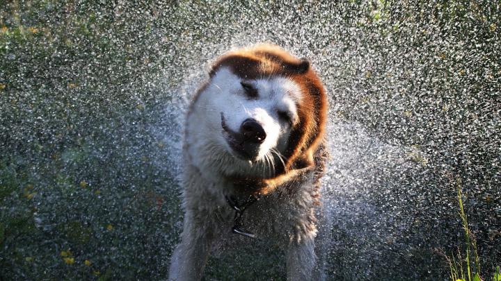 Free download Akita Inu photo and wallpaper Beautiful Fawn colors Akita 