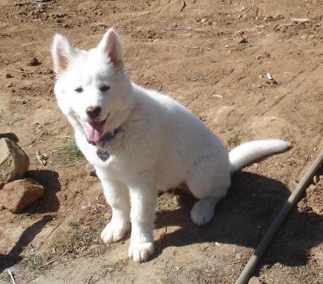 American Akita Wallpapers HD Download