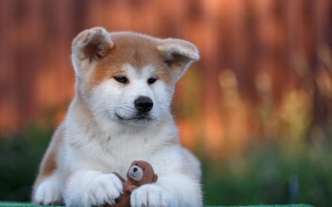Akita Inu Puppy Wallpaper for Widescreen Desktop PC 1920x1080 Full HD