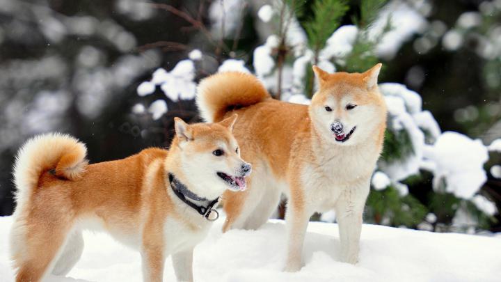 Akita Inu Dogs in Snow Wallpaper for Desktop 1920x1080 Full HD