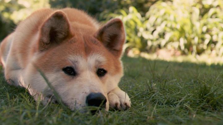 Akita Inu Wallpapers