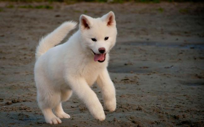 Akita Wallpapers Backgrounds