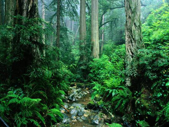 Amazon Rainforest Wallpapers