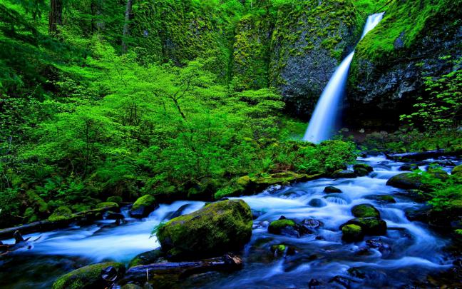 Amazon Rainforest HD Wallpapers - High Quality HD Wallpapers Nature