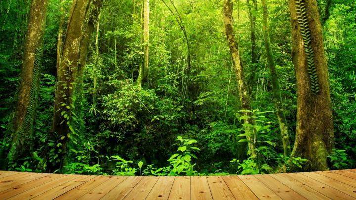 Amazon Rainforest Wallpaper (69+ images)