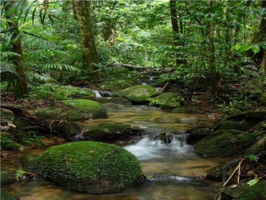 Amazon Rainforest Wallpapers