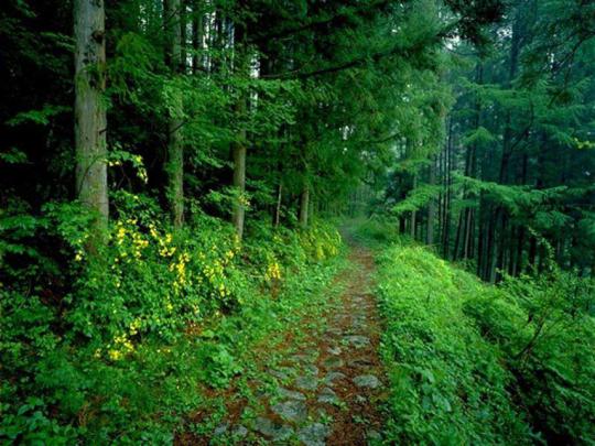 Amazon Rainforest Wallpapers