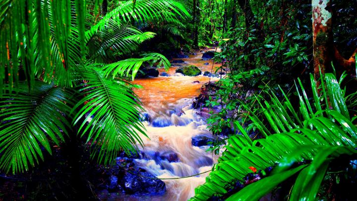 [66+] Amazon Rainforest Wallpaper 