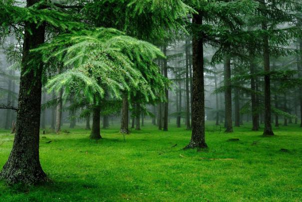 Amazon Rainforest Wallpapers