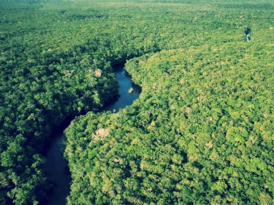 Amazon Rainforest Wallpapers