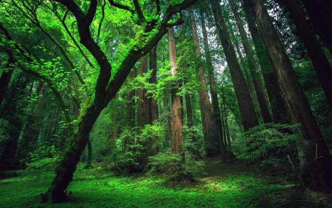 Amazon RainForest Wallpaper \u00b7\u2460 