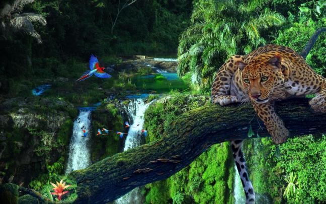 Free download HD Amazon Rainforest Wallpaper Full HD Pictures 