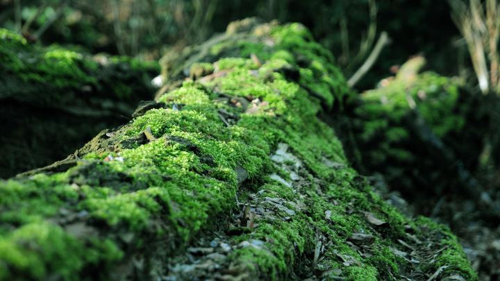 amazon forest wallpaper nice - HD Desktop Wallpapers