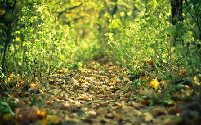 amazon forest wallpaper new - HD Desktop Wallpapers