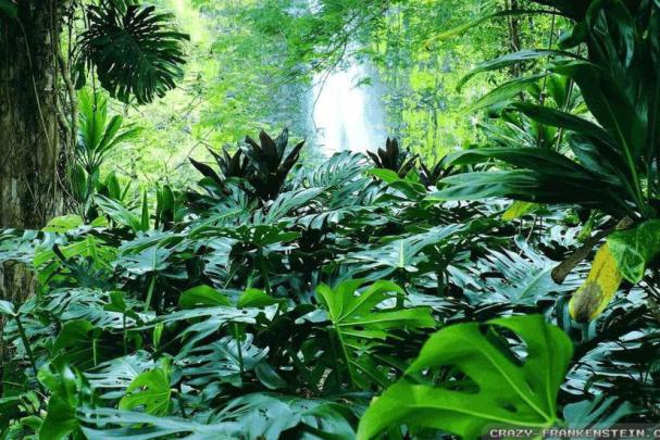 Amazon RainForest Wallpaper \u00b7\u2460 