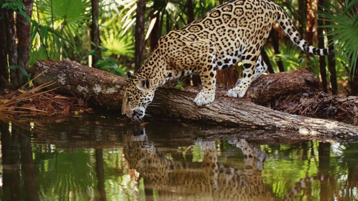 Amazon Rainforest Wallpaper (69+ images)