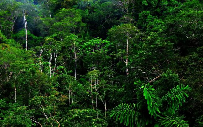 Amazon RainForest Wallpaper \u00b7\u2460 