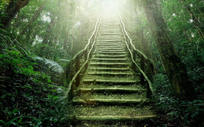 Rainforest Backgrounds (60+ images)