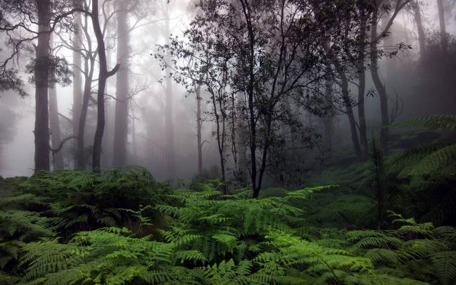 Rain Forest Wallpapers