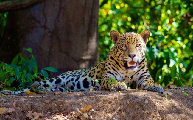 Amazon Rainforest Wallpapers