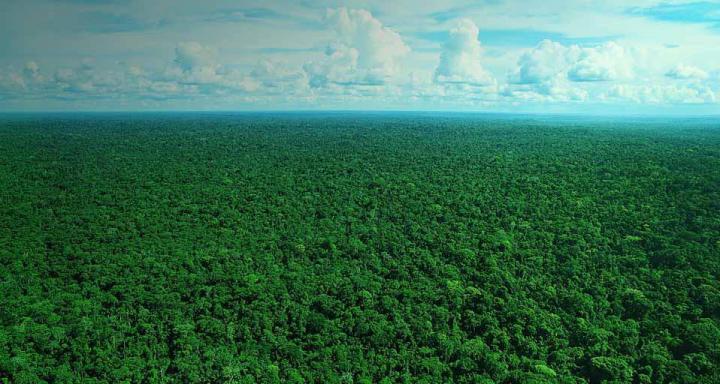 Amazon Rainforest Wallpapers