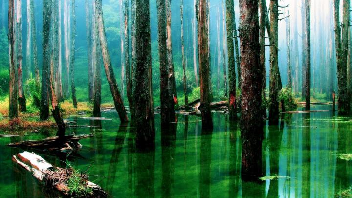 Rainforest Wallpaper (61+ images)